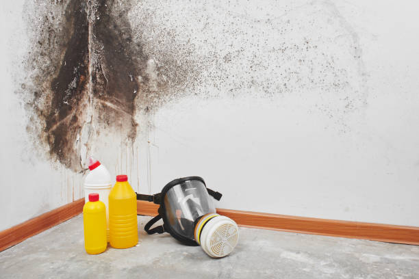 Best Best Mold Removal Companies  in Merrydale, LA