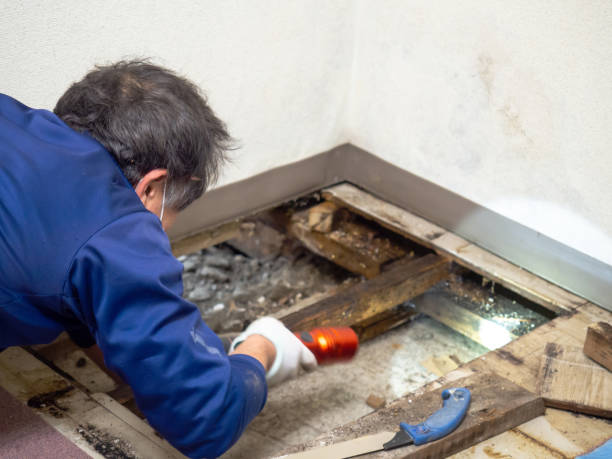 Best Mold Testing  in Merrydale, LA