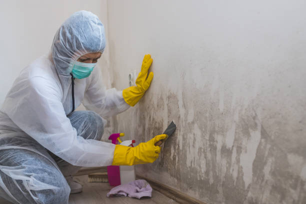 Best Emergency Mold Removal  in Merrydale, LA